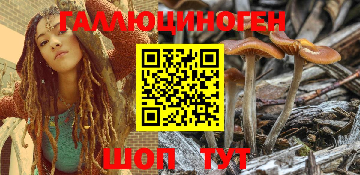 Выборг  Псилоцибиновые грибы MAGIC MUSHROOMS  Вход с VPN  Галлюциногенные грибы Psilocybine cubensis 